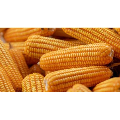 A Grade Dried Corn, Packaging Size: 50 Kg, 50Kg Bag
