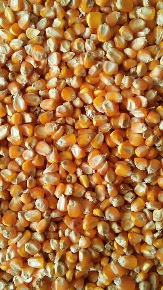 A Grade Dried Sweet Corn, Loose
