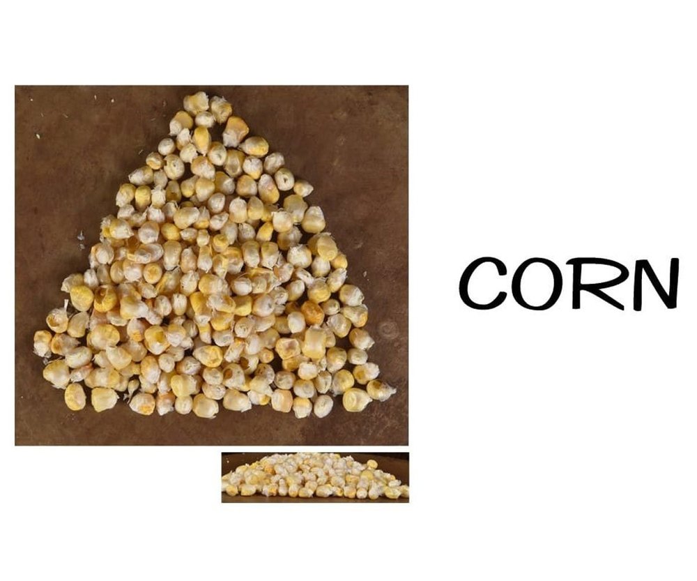 Yellow Freeze-Dried Corn, For Cooking, High in Protein