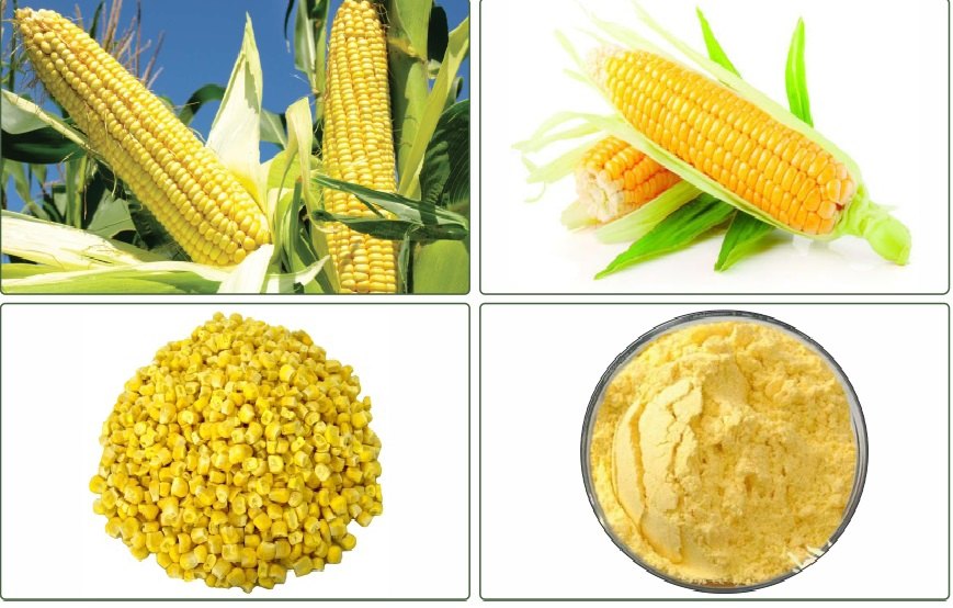 A Grade Freeze Dried Corn