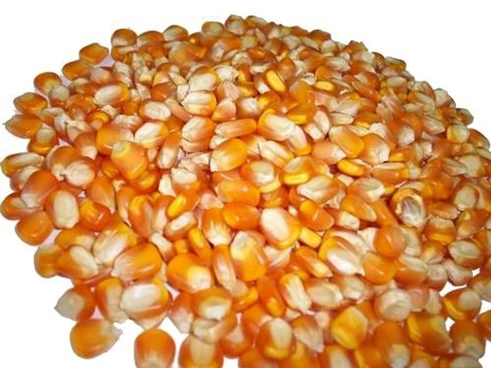 A Grade Organic Yellow Dried Corn, For Popcorn Making