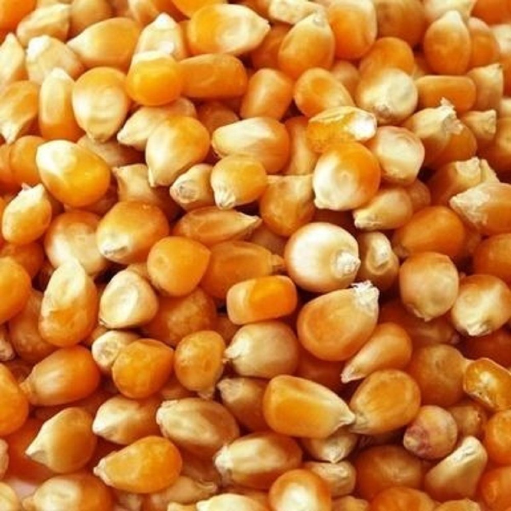 A Grade Dried Sweet Corn, Loose