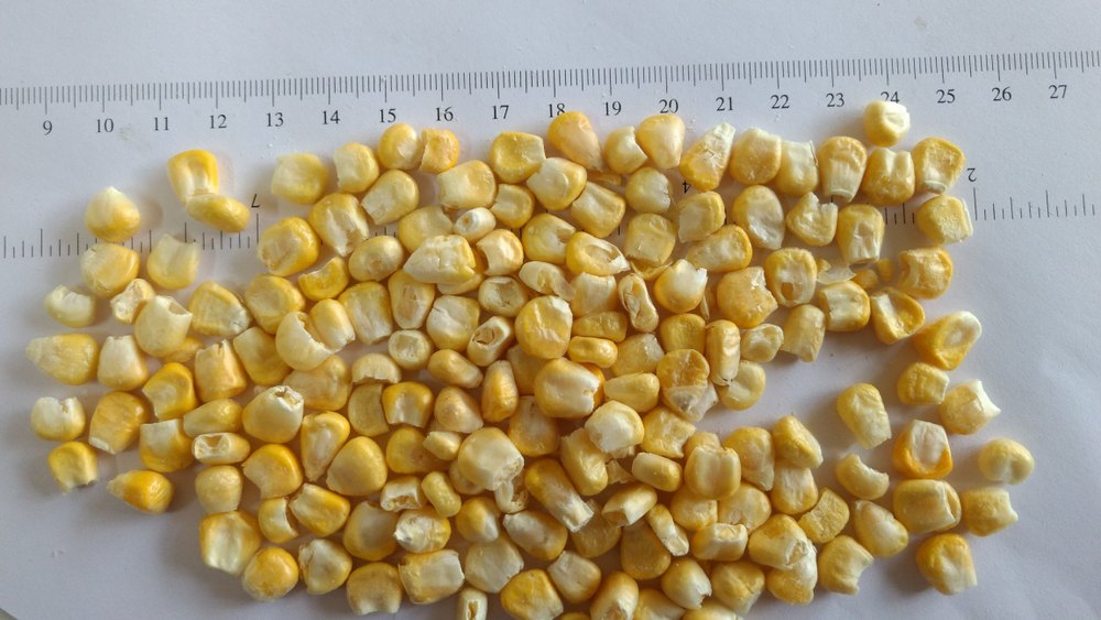 Freeze Dried Sweet Corn