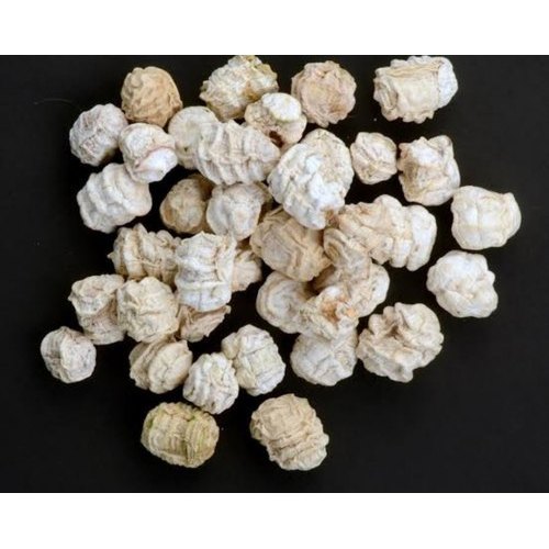 Dried Kachri, Jute Bag, Packaging Size: 30 kg