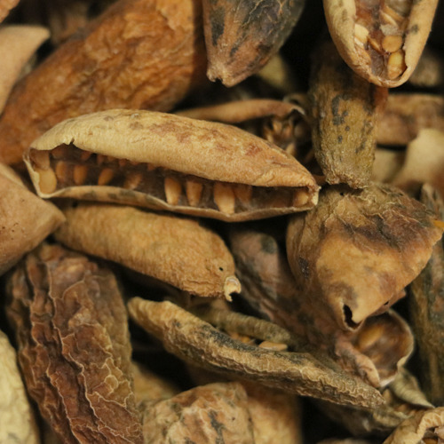 Dried Kachri