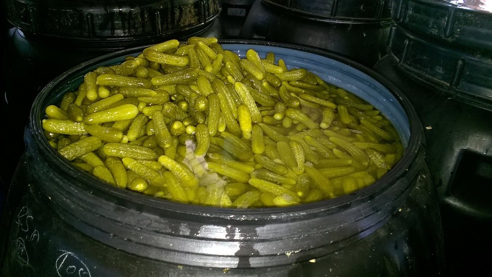 Gherkins In Drums - 185 Kgs/barrel, Grade Standard: Food