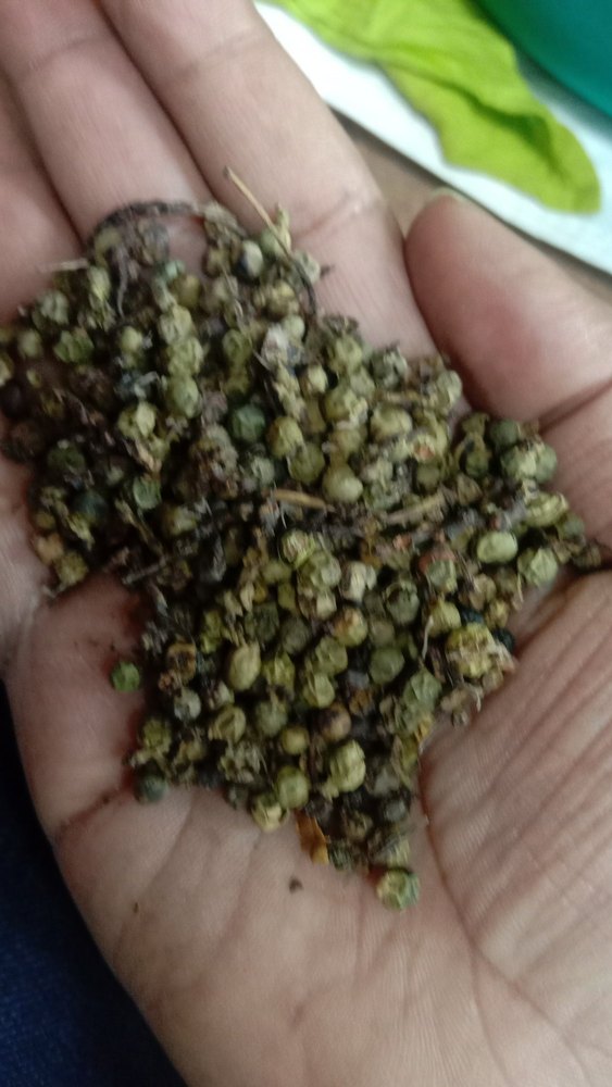 A Grade Cleaned Green pepper, PP Bag, Packaging Size: 5000Kgs