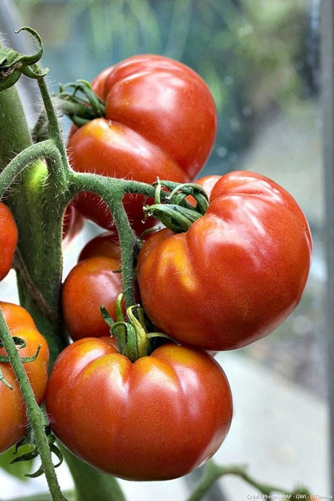 Hybrid Dried Tomato