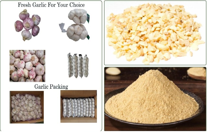 A Grade Freeze Dried Garlic
