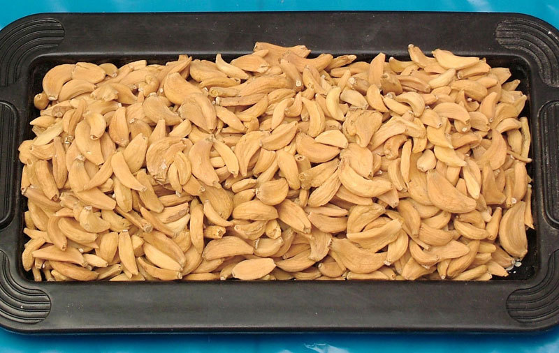 Powder Garlic Flakes, India