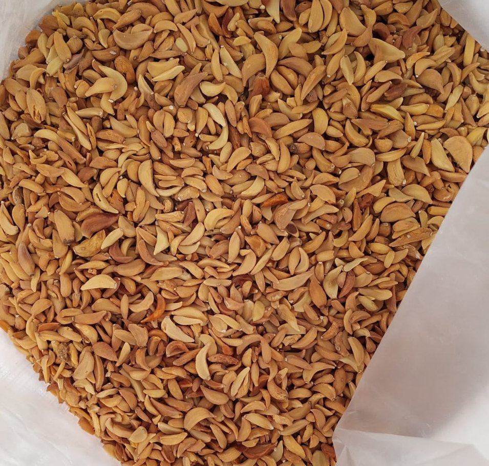 Ganga Foods A Grade Dehydrated Garlic Flake, Pesticide Free (for Raw Products), Packaging: Plastic Bag or Polythene