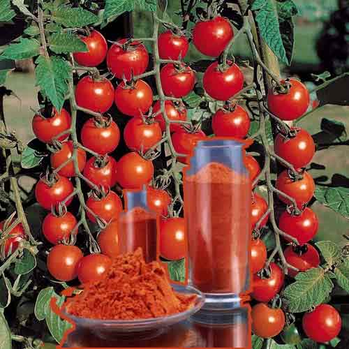 Tomato Extract