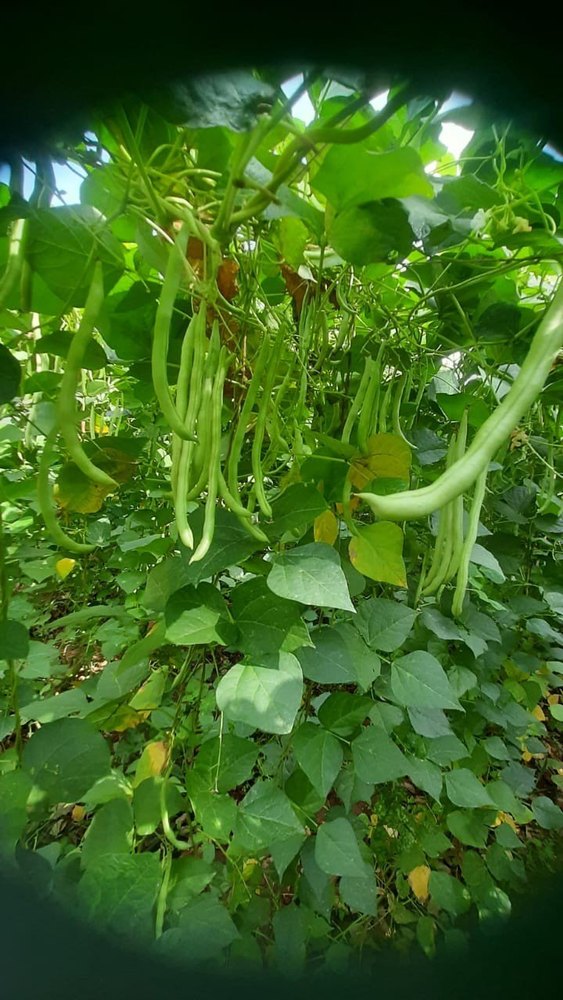 Green Beans, A Grade, Packaging Size: 50 Kg