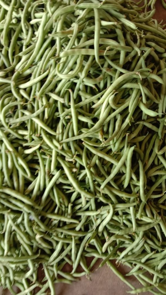 Green Beans, Is It Organic: Organic