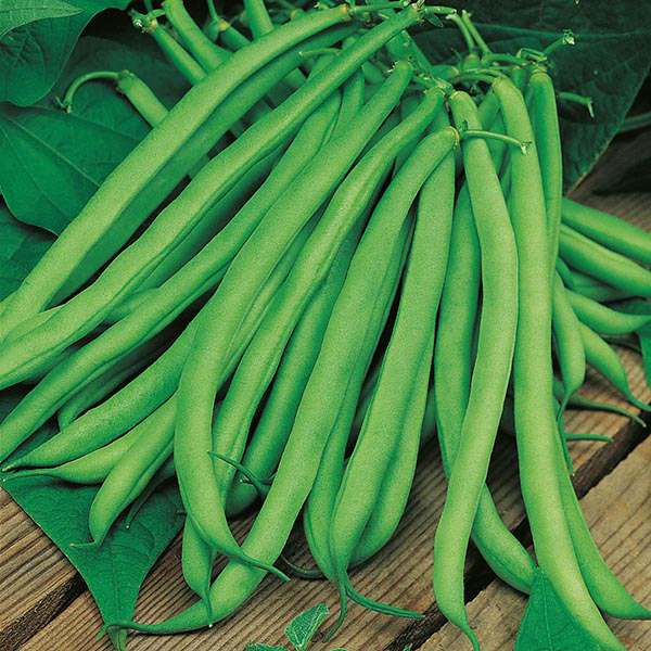 Fresh Bean