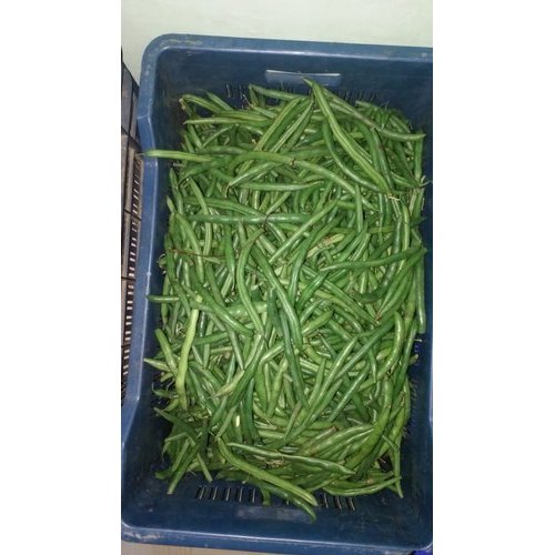 Fresh Green Beans, A Grade, Packaging Size: 5 Kg