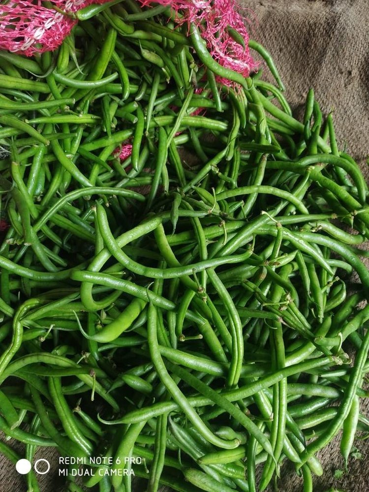 Fresh Green Beans, 10kg(Max), A Grade