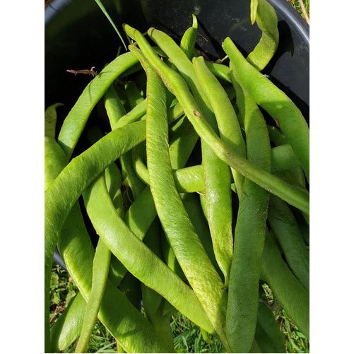 Green Kottavarai, A Grade, Packaging Size: 25 Kg