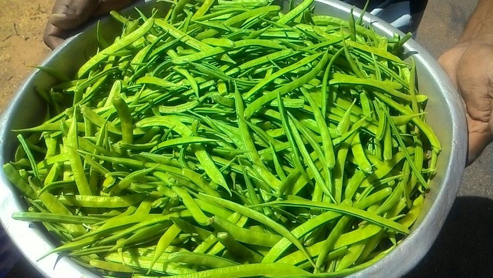 Cluster Beans