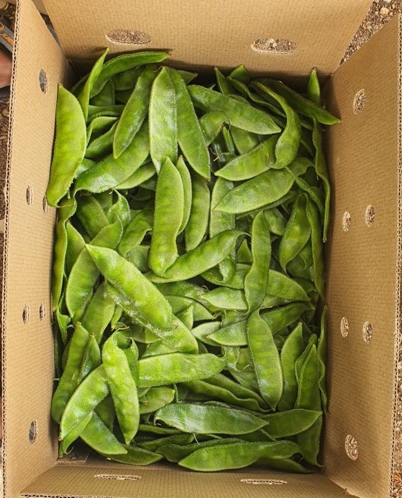 Indian Fresh Green Broad Beans, A Grade, Packaging Size: 5 Kg