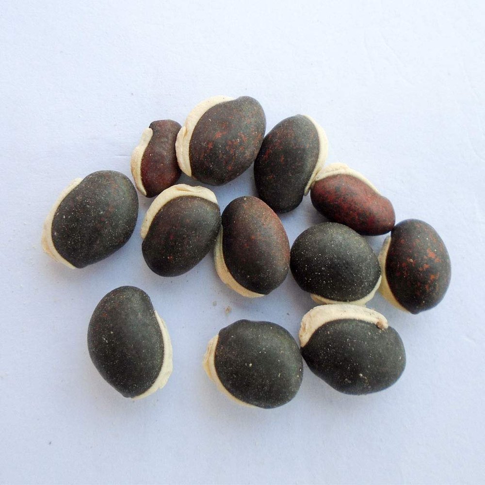 Dry Broad Beans, Loose, A Grade