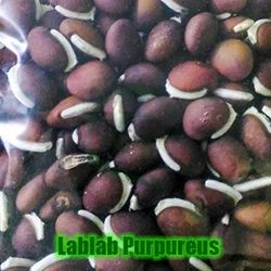 Broad Bean