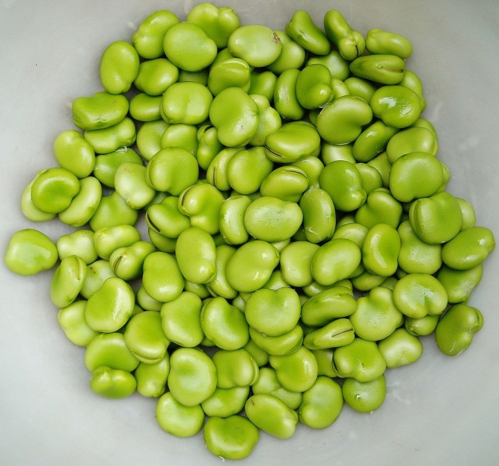 Green Broad Beans, A Grade, Packaging Size: 30 Kg