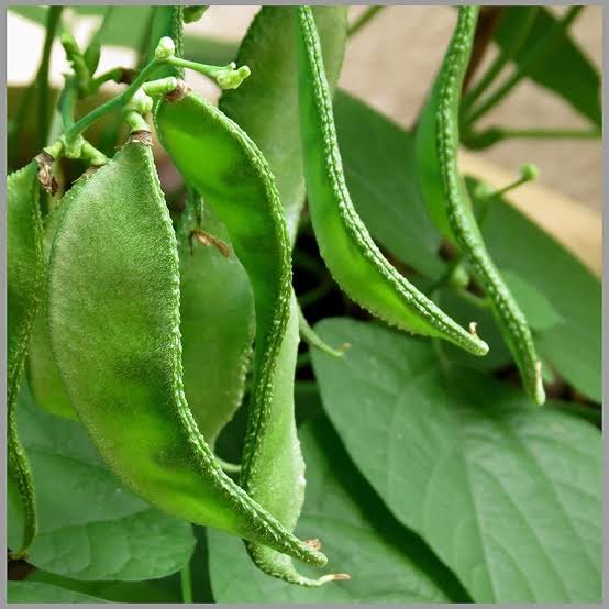 Green Broad Beans, A Grade, Packaging Size: 50 Kg