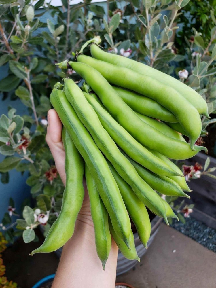 Green Broad Beans, Carton, A Grade