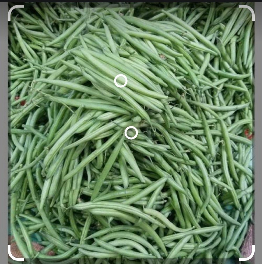 French Beans, 40 kg, Is It Organic: In Organic