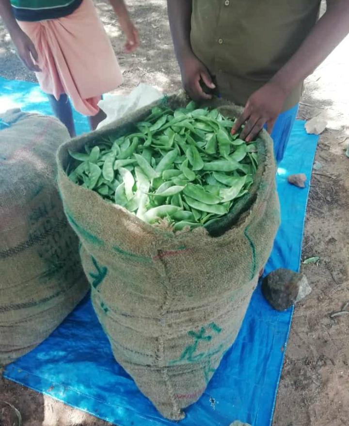 Avaraikai French Beans Avaraikkai, Net And Market Bag, A Grade
