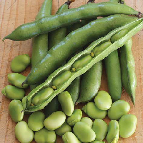 Fresh Broad Beans (Avarakkai)