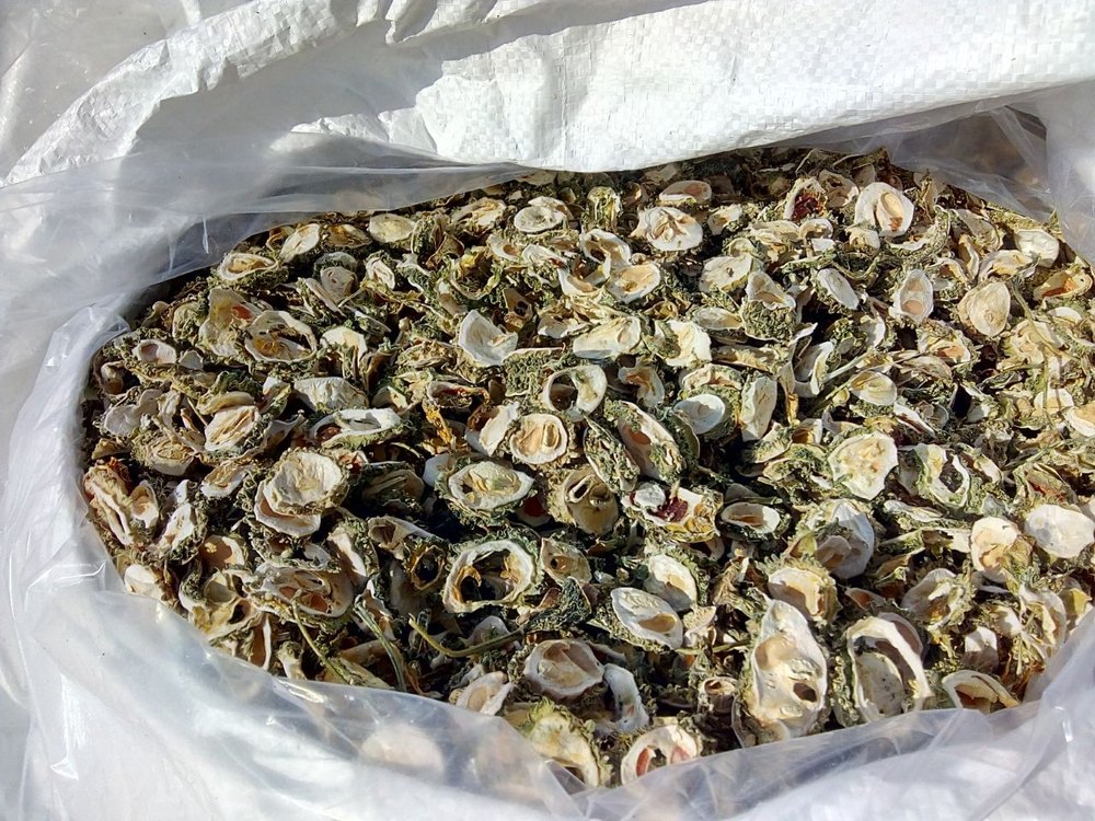 Dehydrated Bitter Gourd, Pesticide Free (for Raw Products)