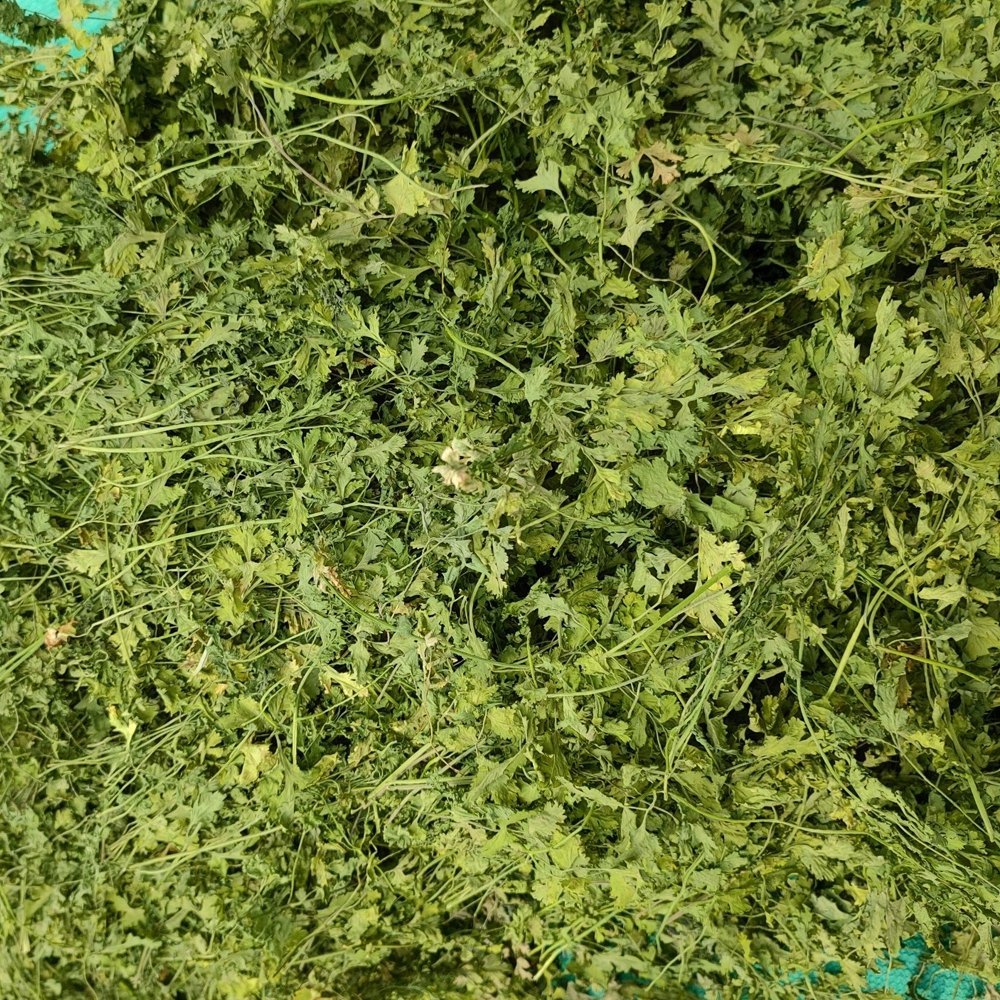 Dried Green Dehydrated Coriander Leaves