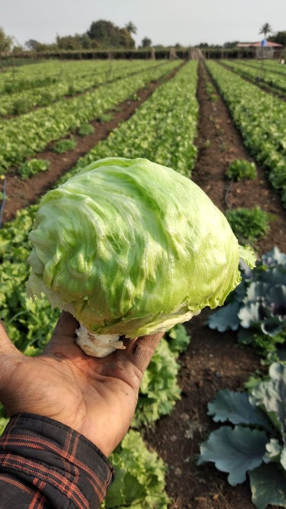 Green Pesticide Free (for Raw Products) Fresh Ice Berg, Yess