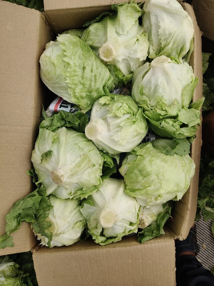 Green Fresh Lettuce Iceberg