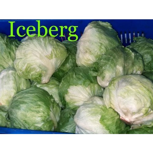 Green Lettuce Iceberg