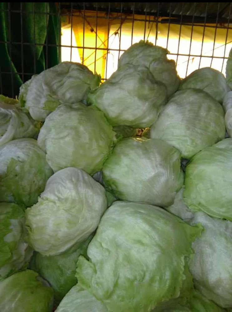 Green Pesticide Free (for Raw Products) Fresh Iceberg Lettuce