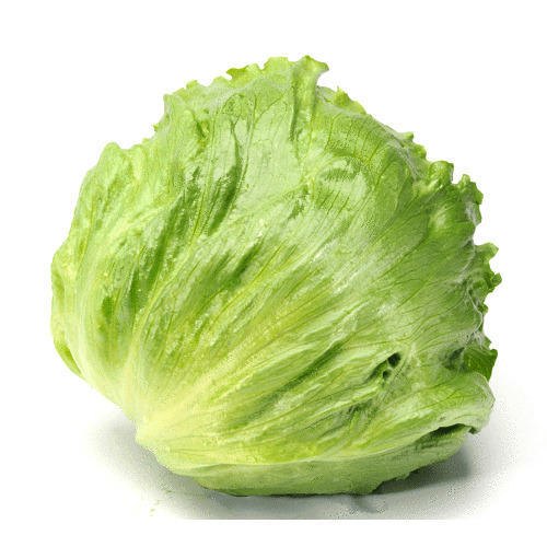 A Grade Fresh Lettuce Iceberg, Gunny Bag