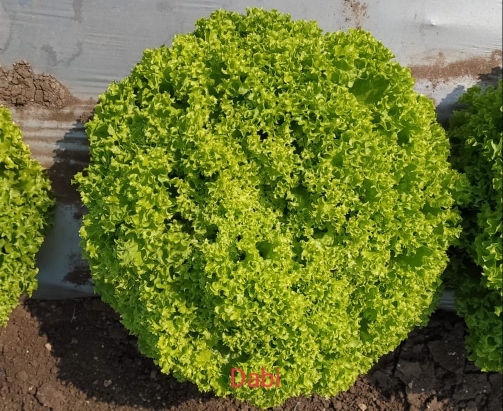 A Grade Green Leaf Lettuce