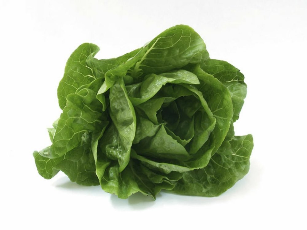 Green Pesticide Free (for Raw Products) A Grade Romaine Lettuce