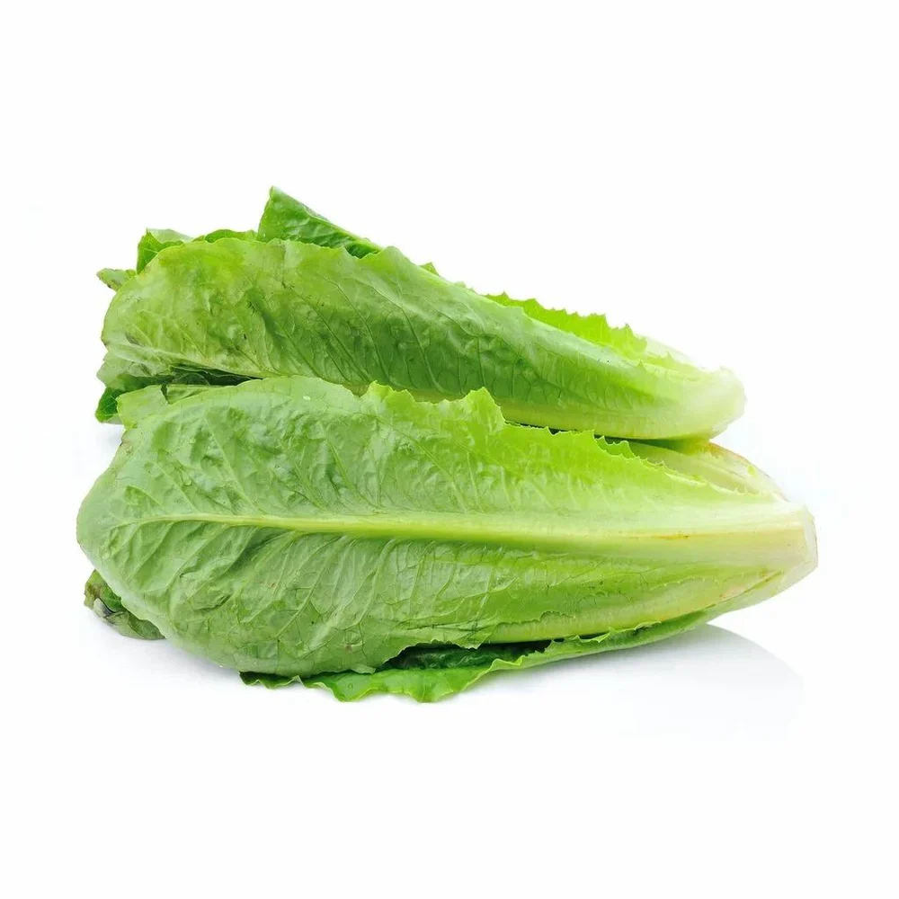Ashoka Green Romaine Lettuce