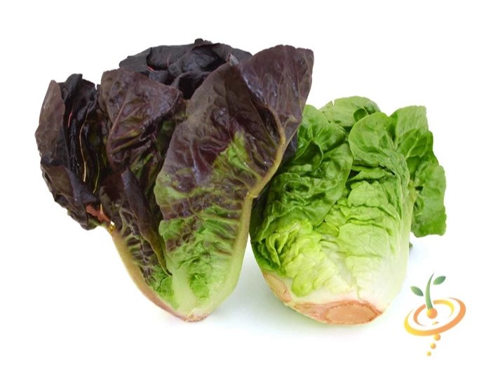 Green Lettuce Red Romaine