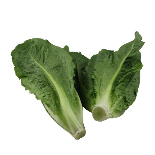 Green Romaine