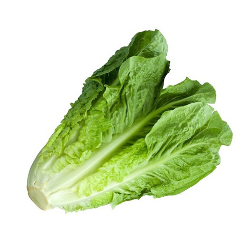 Romaine Lettuce