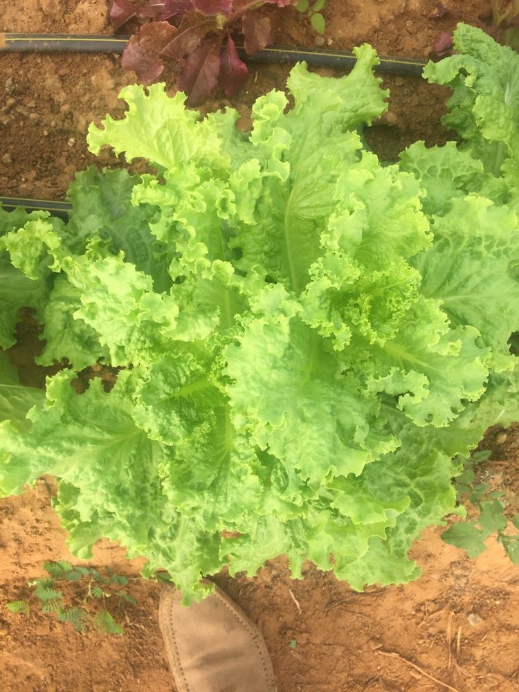Green Lettuce Rocket