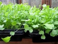Microgreen Arugula