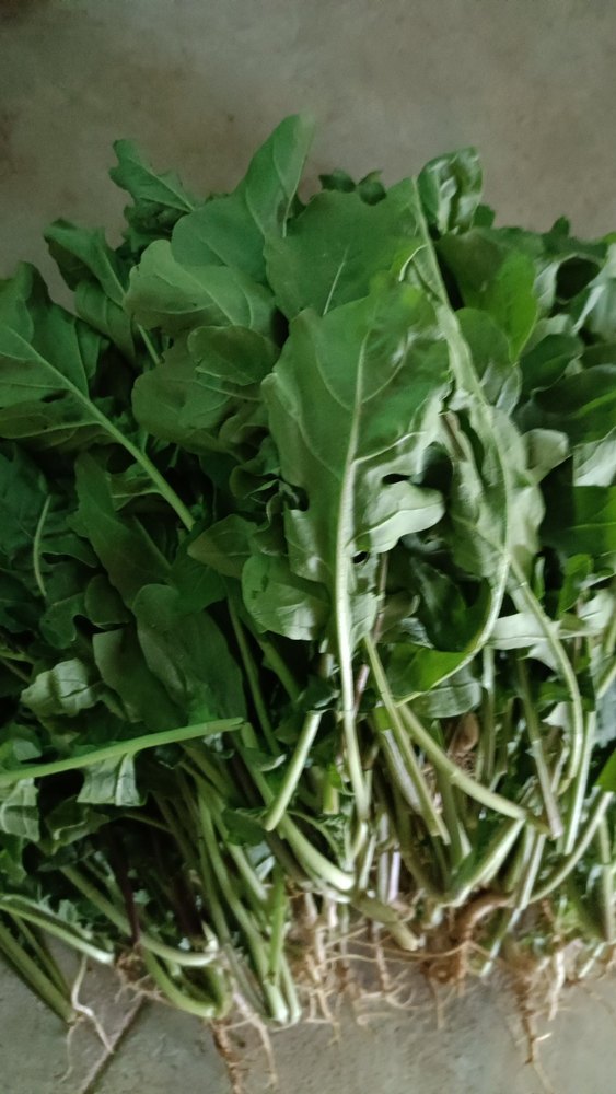 Green Rocket Lettuce leave