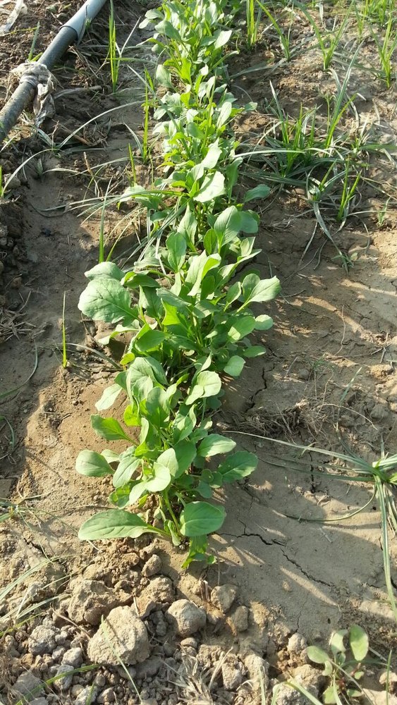 Fresh Arugula