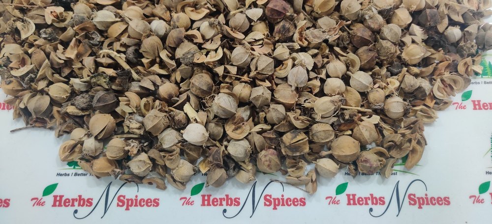 Sinhal Amla Guthli - Awla Seeds
